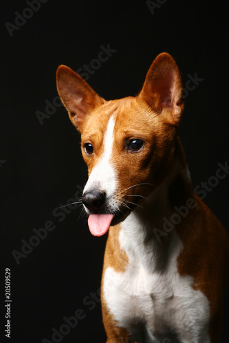 Fanny basenji dog with tongue