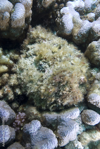 Stonefish (Synanceia verrucosa) the master of disguise