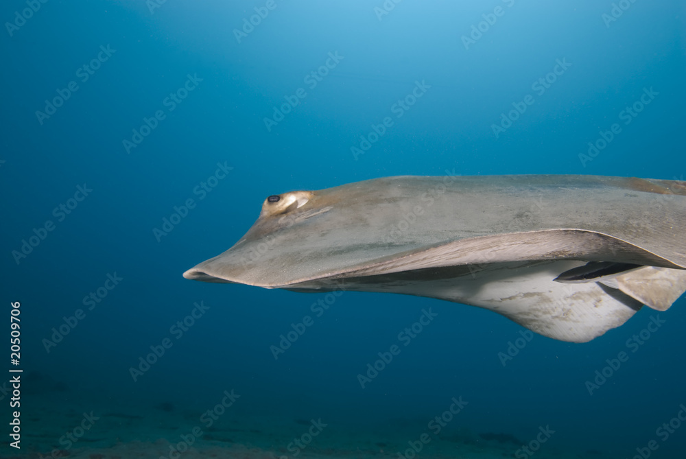 Naklejka premium Side view of a Feathertail stingray (Pastinachus sephen)