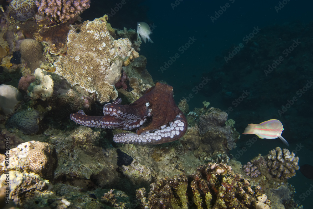 Naklejka premium Reef octopus (Octopus cyaneus)