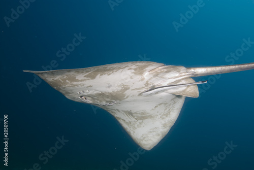 Underside view of a Feathertail stingray (Pastinachus sephen) photo