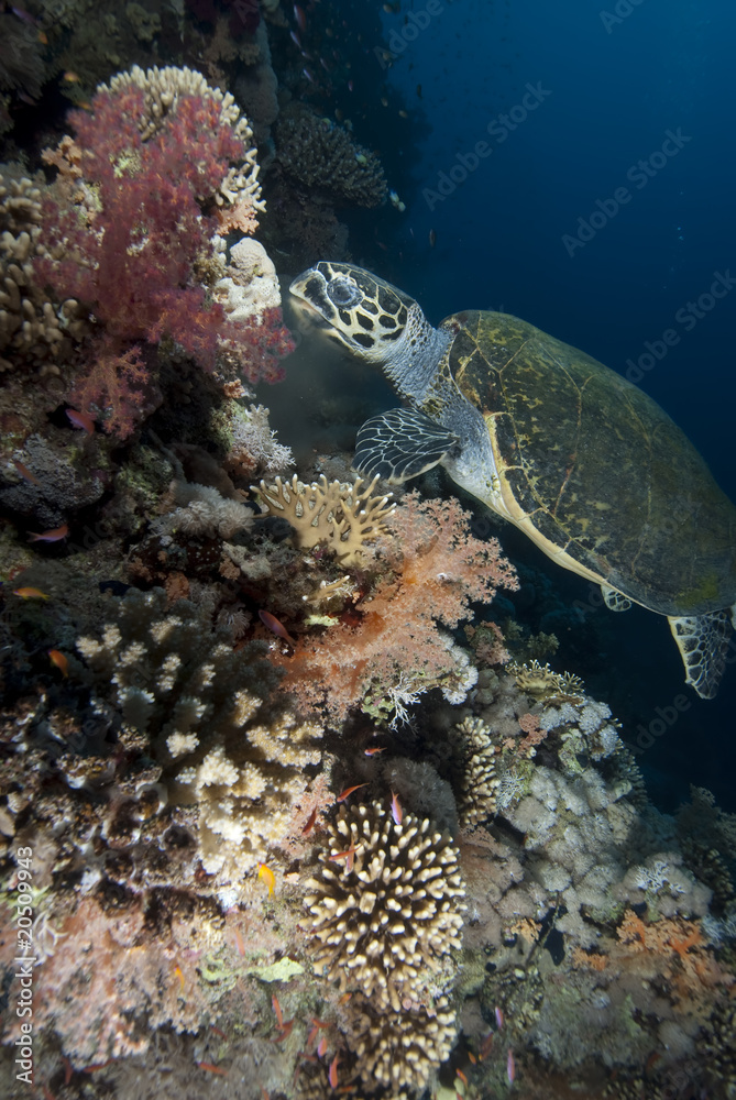 Fototapeta premium Hawksbill turtle (eretmochelys imbricata)