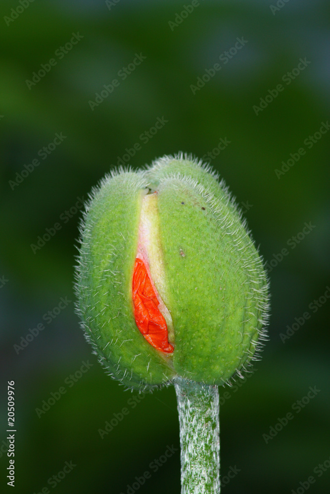 Obraz premium Green poppyhead