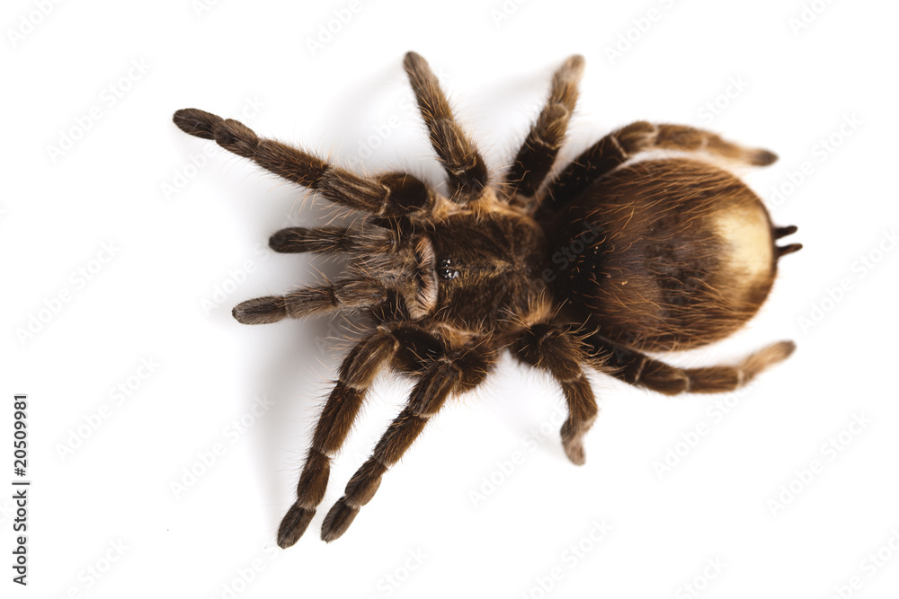 Spider on white background Spider on white background