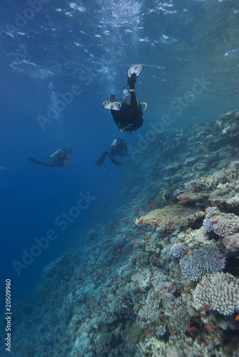 Divers swimming along the shallows of a coral reef
