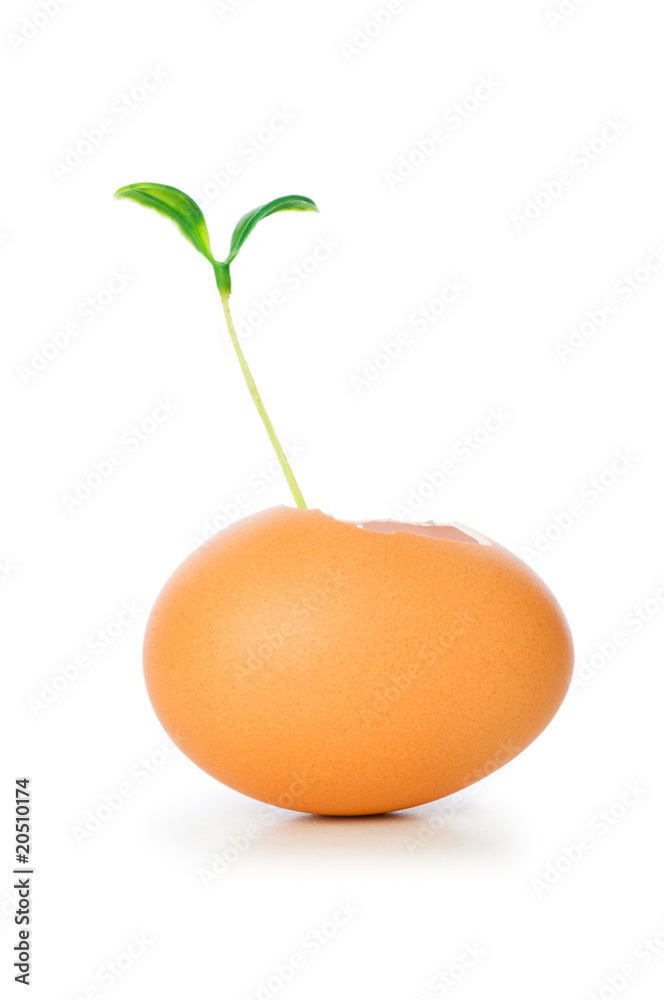 New life concept with seedling and egg on white New life concept with seedling and egg on white