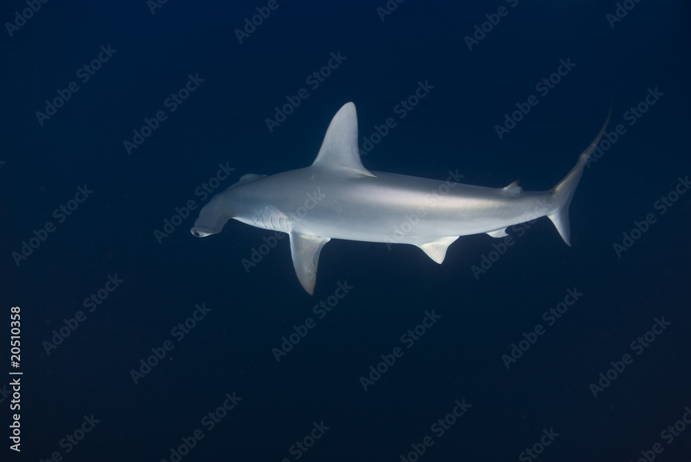 Fototapeta premium Scalloped hammerhead in deep water