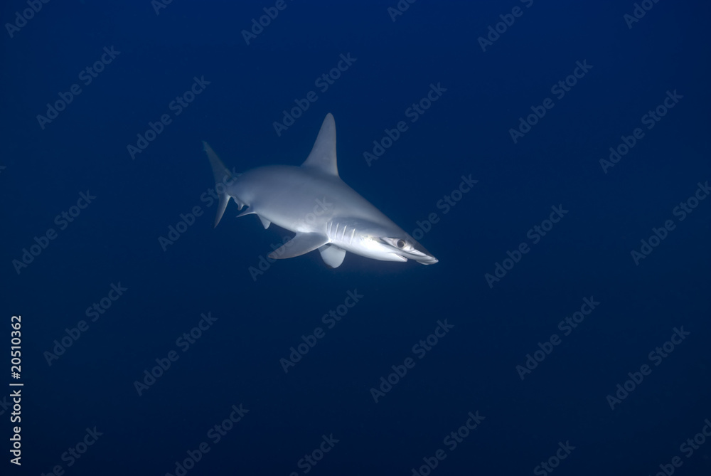 Scalloped hammerhead in deep water