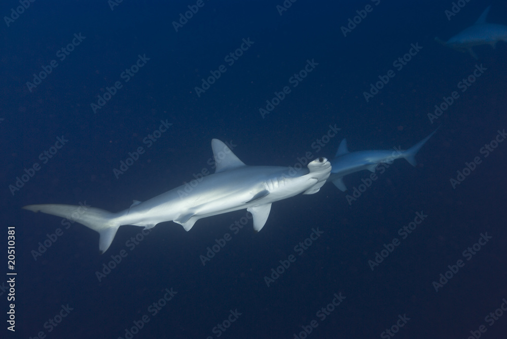 Obraz premium Scalloped hammerhead in deep water