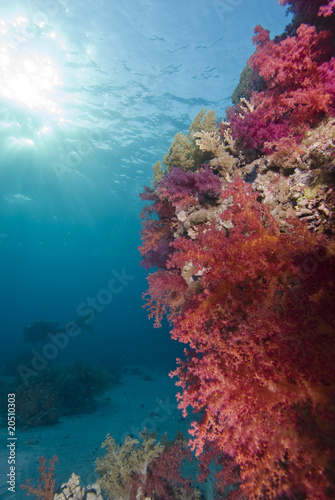 Vibrant purple soft coral.