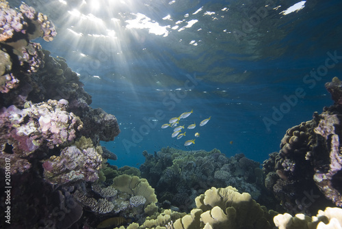 Fototapeta Naklejka Na Ścianę i Meble -  Tropical reefscape in shallow water.