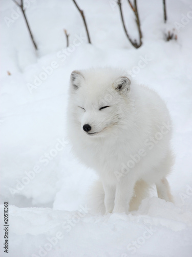 White Fox © modestlife