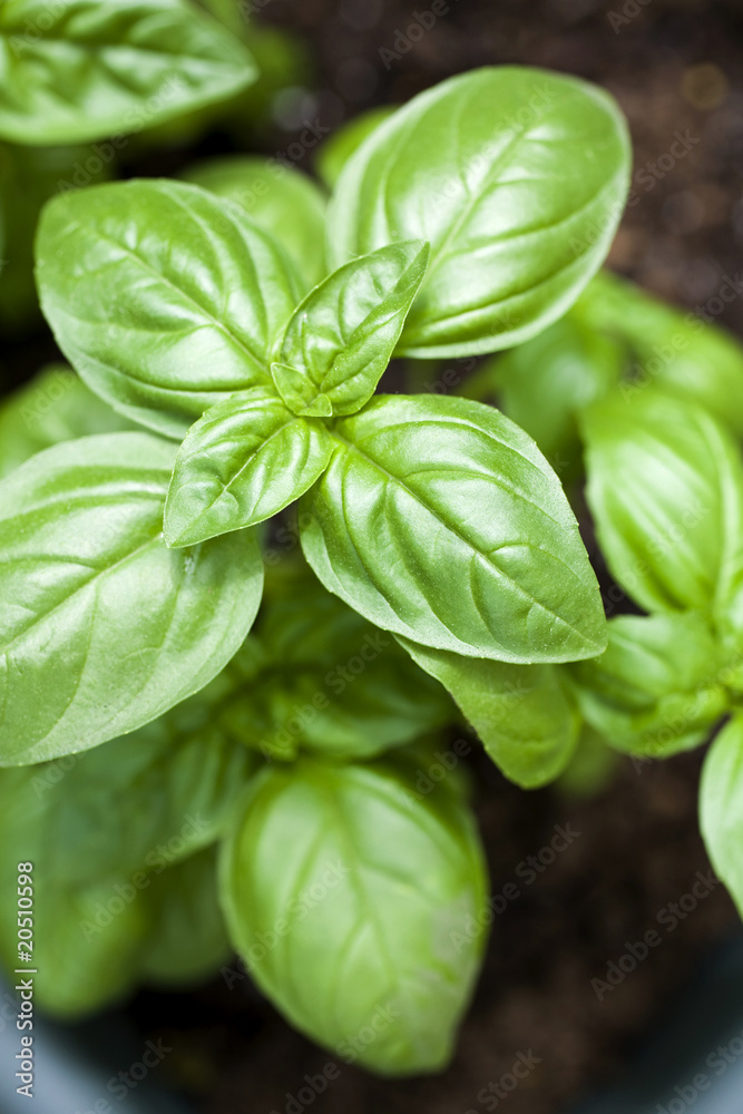 Basil Plant