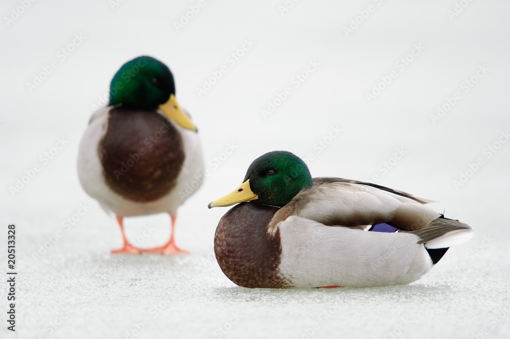 Stockente Stockente