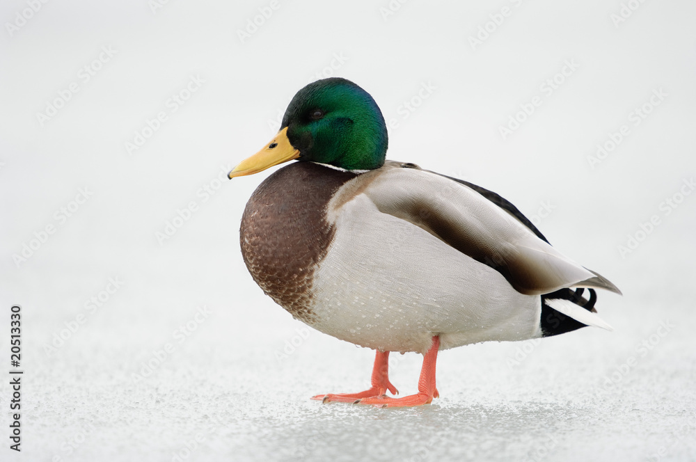 Stockente Stockente