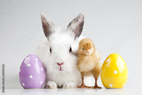 Fotografia Wielkanocny królik na pisklęcym białym tle