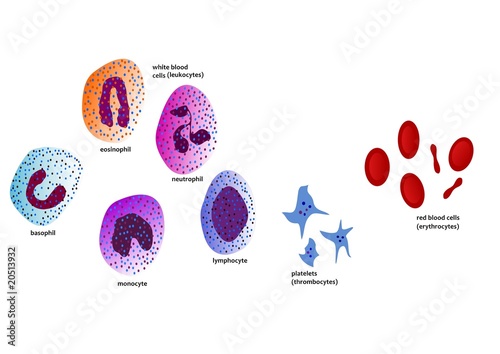 Foto Illustration of blood cells