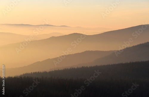 Wald im Dunst