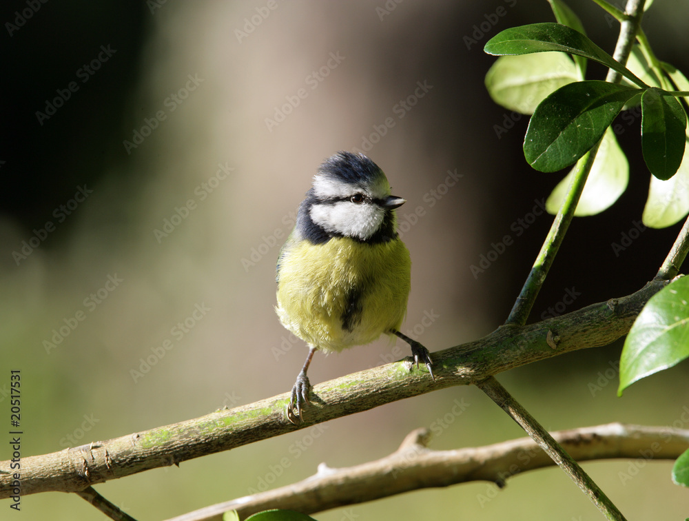 Portrait of a Blue Tit