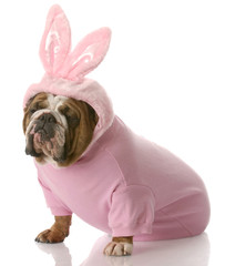 dog dressed up as easter bunny