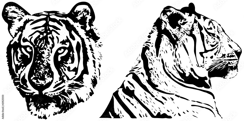 tiger - hand drawing tiger - hand drawing