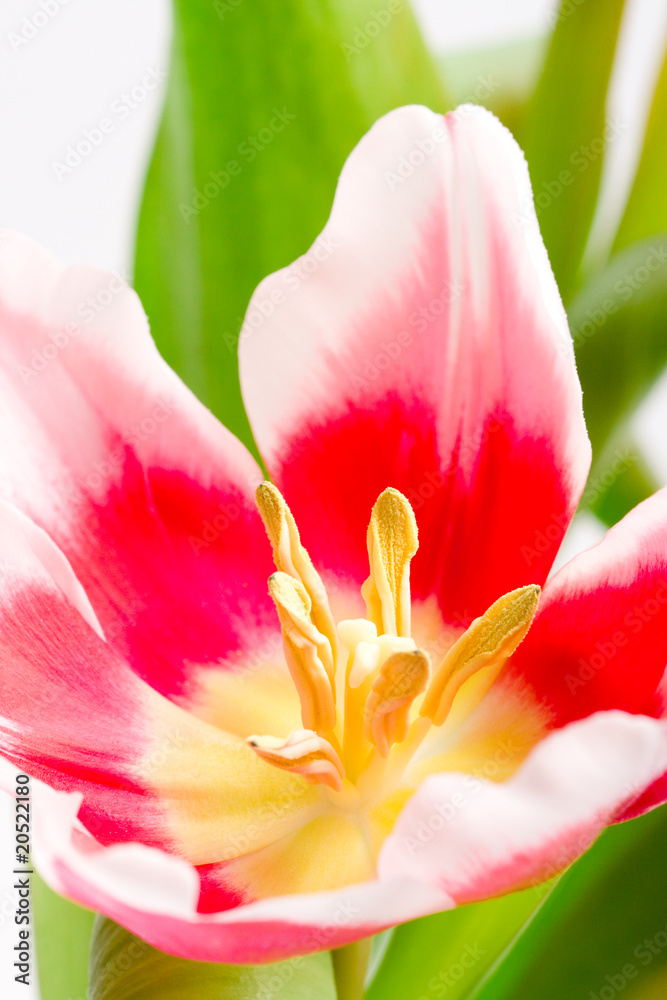 pink tulip