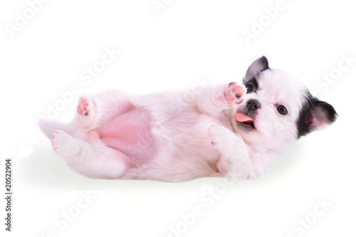 Принти на полотні supine chihuahua puppy on white background