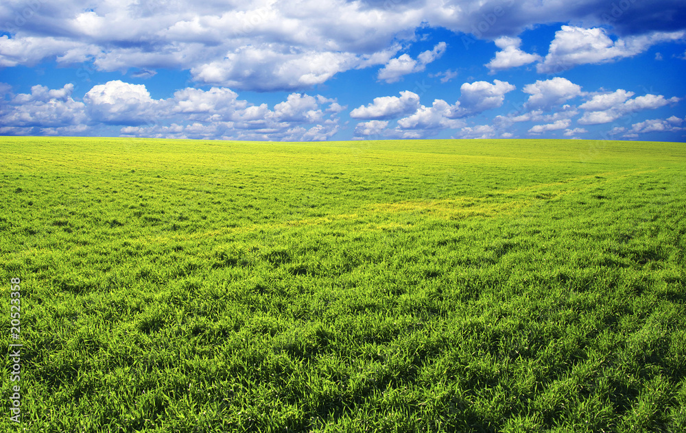 field field