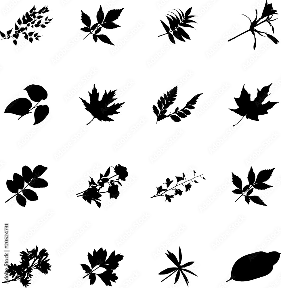 Fototapeta premium The set from silhouettes of leaflets of plants