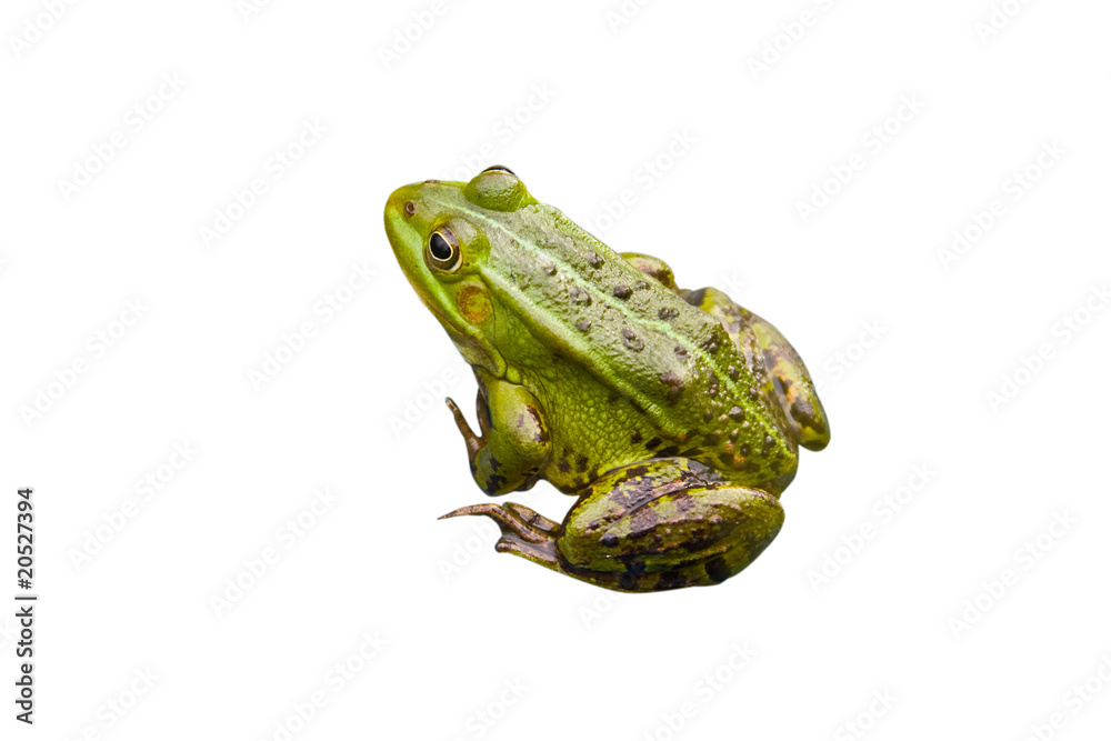 Obraz premium Frog
