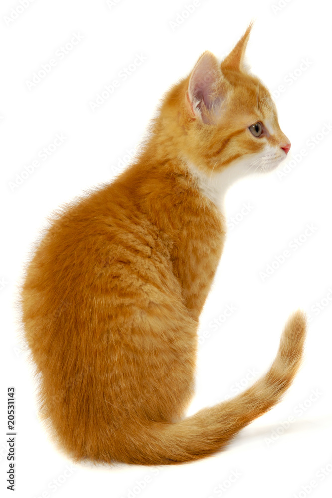 Кошка сбоку
