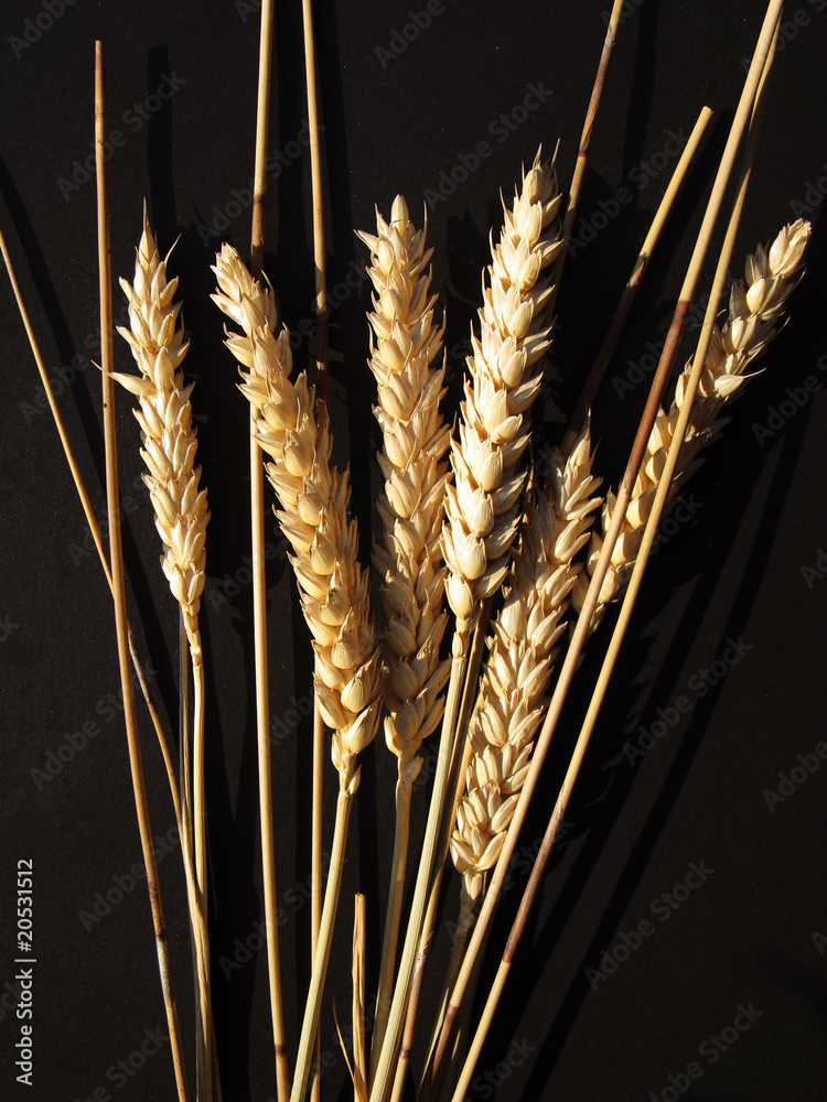 Obraz premium spighe di grano