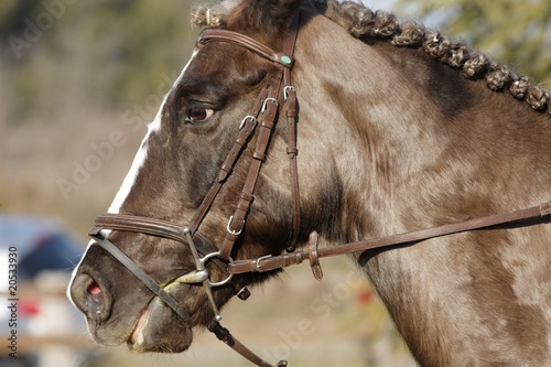 Equitation photo