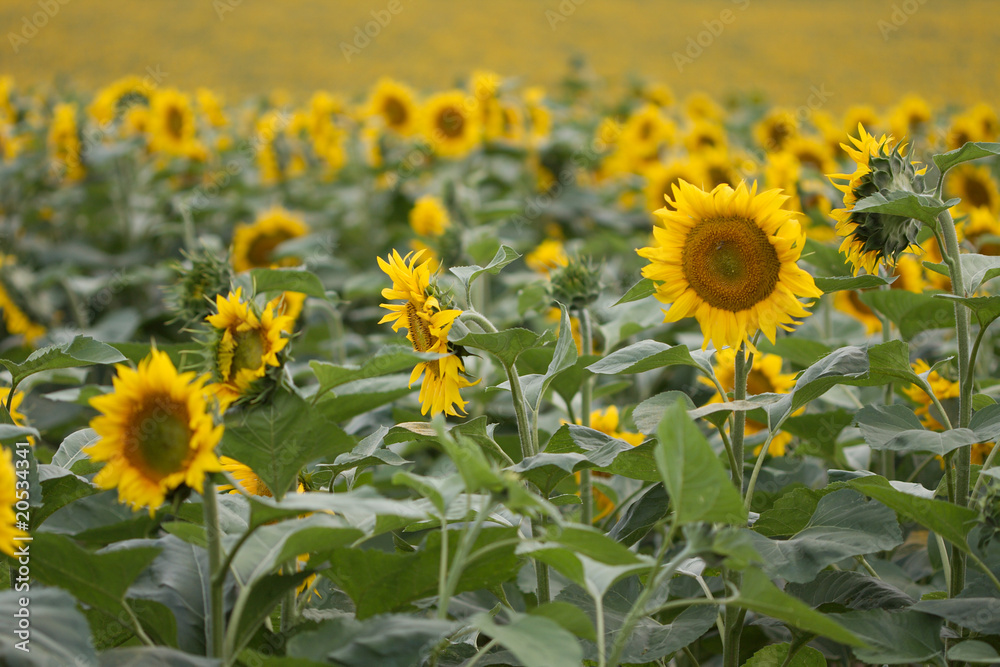 Obraz premium Sunflowers