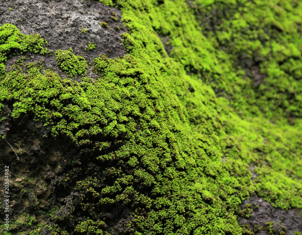 moss moss