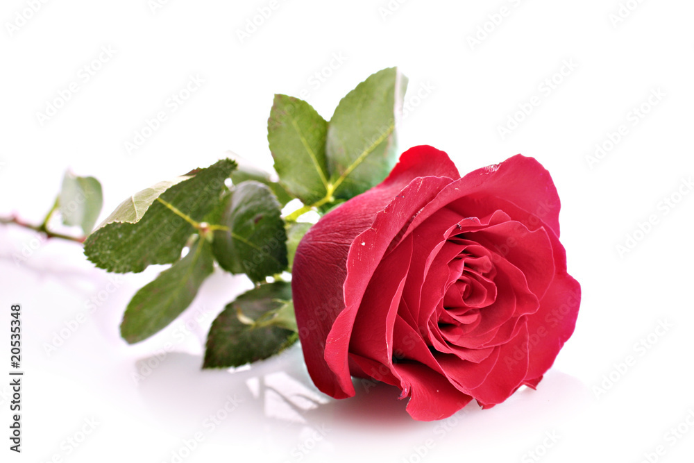Red rose closeup isolated on white. Red rose closeup isolated on white.