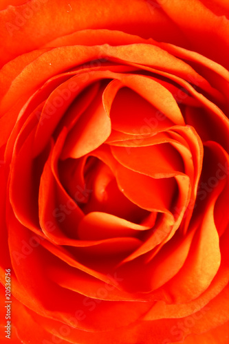 orange rose closeup