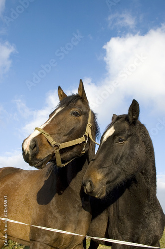 Two horses in the pasture.
