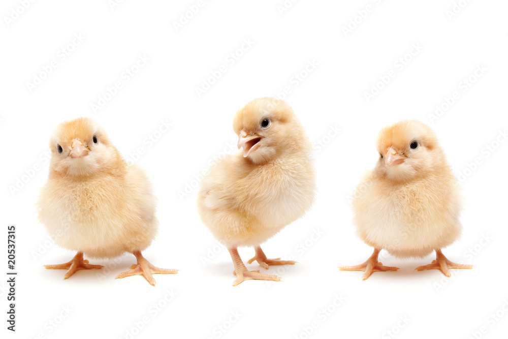 Three cute baby chickens chicks isolated on white