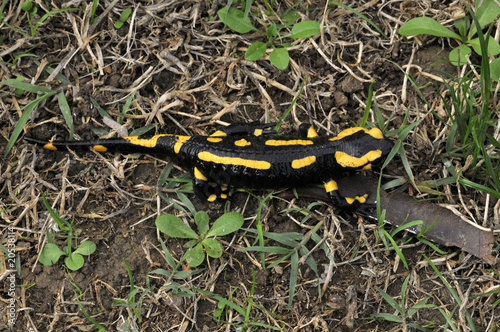 Salamandre tachetée 1 © Adrien Roussel