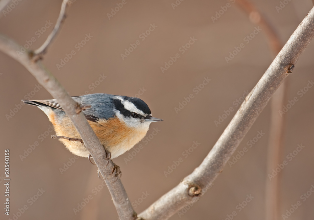 Obraz premium Red-breasted Nuthatch, Sitta canadensis