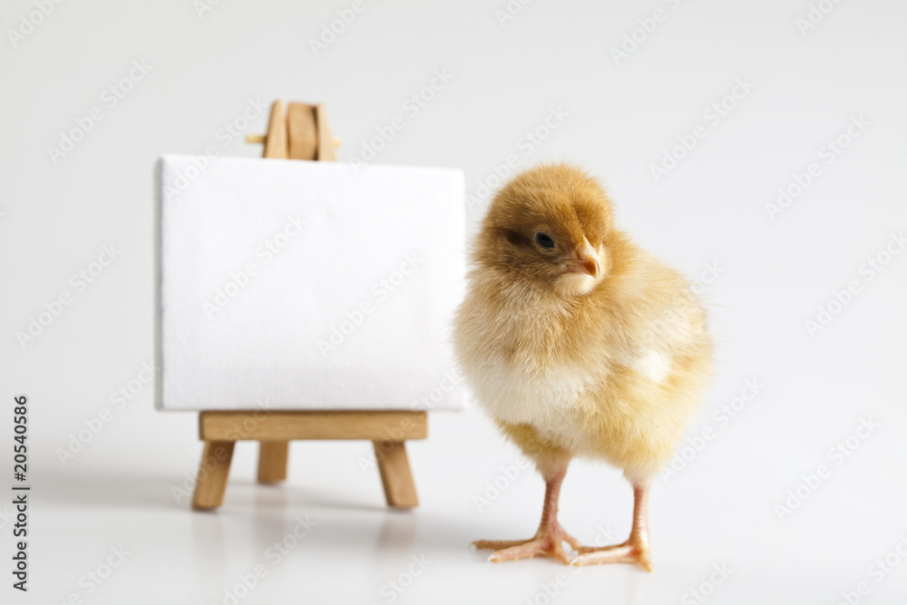 custom made wallpaper toronto digitalEaster Chick on table, frame