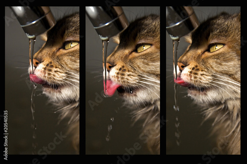 sequenza di gatto che beve al rubinetto