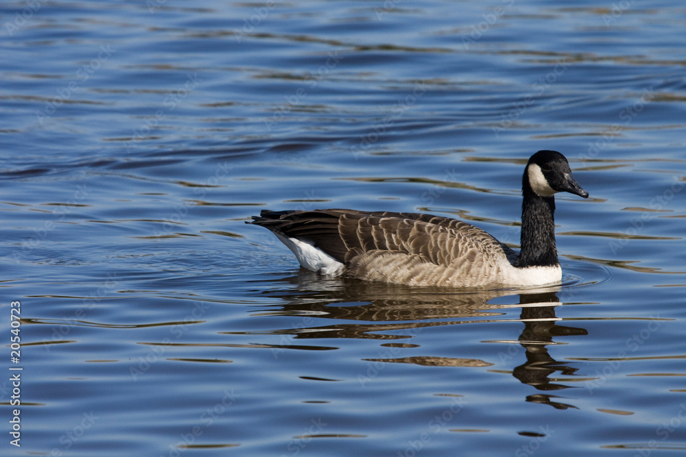 Candadian Goose (Branta canadensis) Candadian Goose (Branta canadensis)