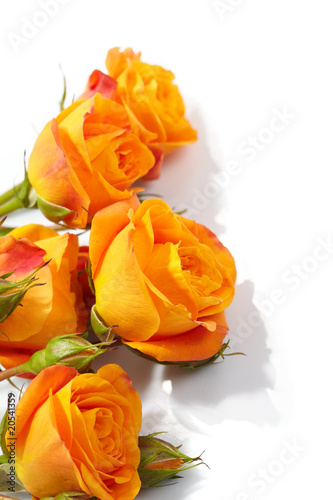 Orange roses