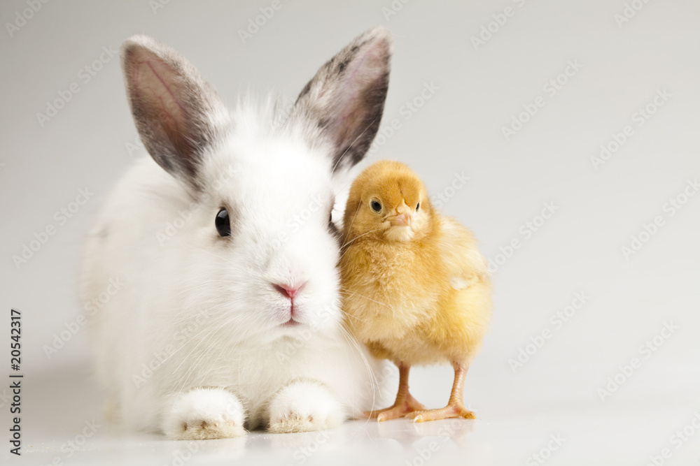 Little chick on rabbit on white