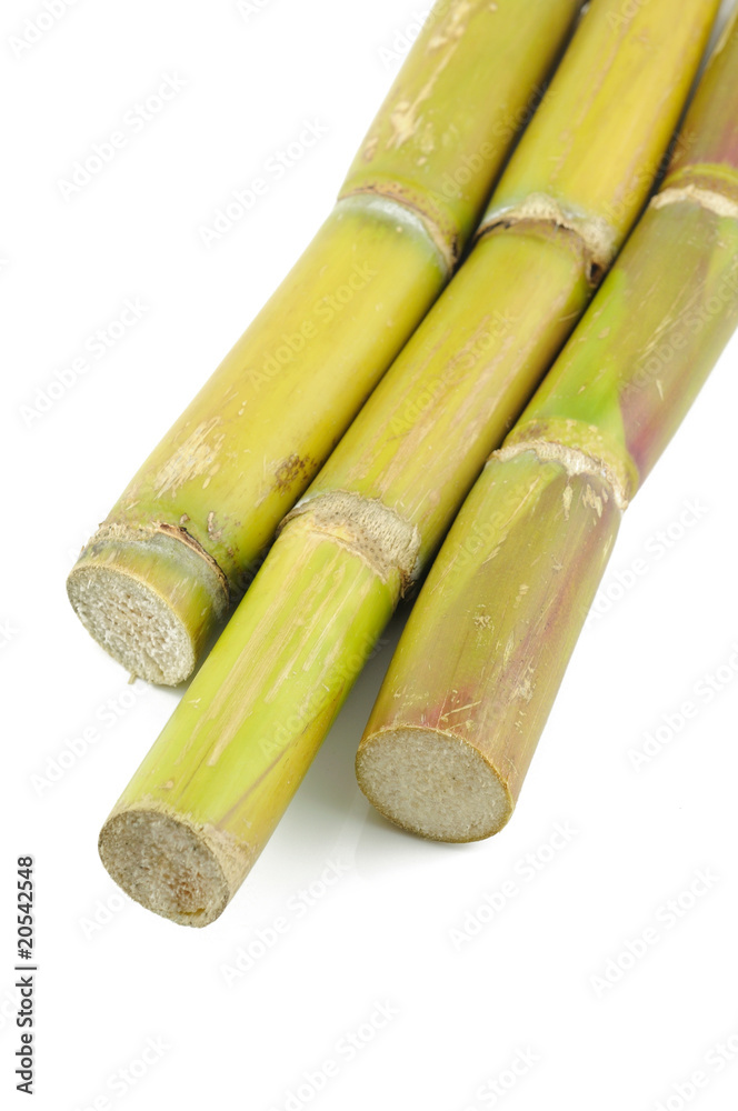 Sugar cane Sugar cane