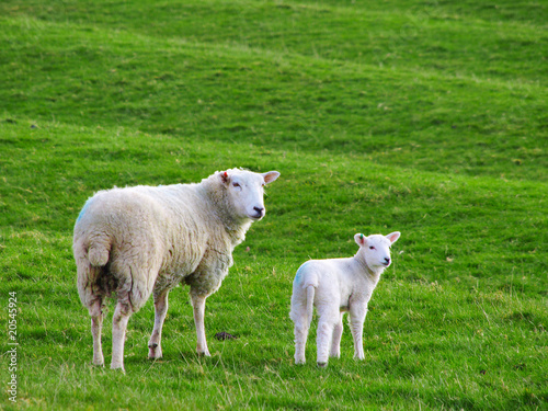 Mother Sheep and Baby Lamb