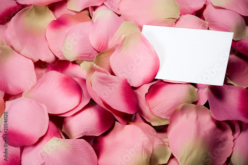 Petali di rosa (in tessuto) photo