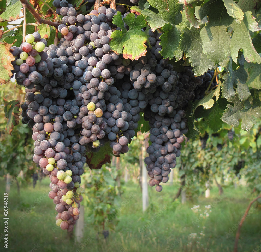 Merlot grapes along vineyards